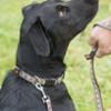 FIDELAMI Collier Chien, Validé par la SPA, motif exclusif, taille L