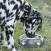 FIDELAMI Collier Chien, Validé par la SPA, motif exclusif, taille L