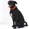 FIDELAMI Collier Chien, Coutures réfléchissantes, réglable taille M/L