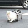 FIDELAMI Sac de Transport Animaux, Léger, jusqu'à 11Kg, Taille L