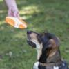 FIDELAMI frisbee per cane
