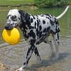 FIDELAMI frisbee galleggiante
