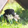 FIDELAMI Léo Doudou Cochon jouet pour chien ou chiot