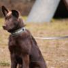 FIDELAMI Laisse Réfléchissante pour Chien, Mesh Respirant, Gris, 150 cm