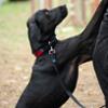 FIDELAMI Collier pour Chien, Boucle Textile Silencieuse, Rouge, M 30 à 45 cm
