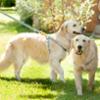 FIDELAMI Harnais Chien en Coton, Confort et Respirant Bicolore Jaune Bleu L