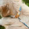 FIDELAMI Collier Chien en Coton, Confort Respirant, Bicolore Jaune Bleu L
