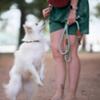 FIDELAMI Laisse pour Chien, Corde Recyclée, Lagon Vert d'eau, 150 cm