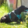 FIDELAMI Harnais Chien, 3 accroches : sport, promenade, éducation, Bleu Taille M