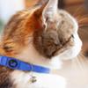 FIDELAMI Collier Chat, Anti-Etranglement, à Grelot, Bleu Uni, TU 20 à 30 cm
