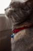 FIDELAMI collare gatto riflettente rosso/blu