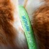 FIDELAMI collare gatto verde brillante